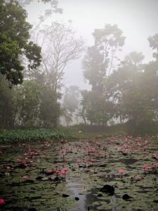 Water lilly
