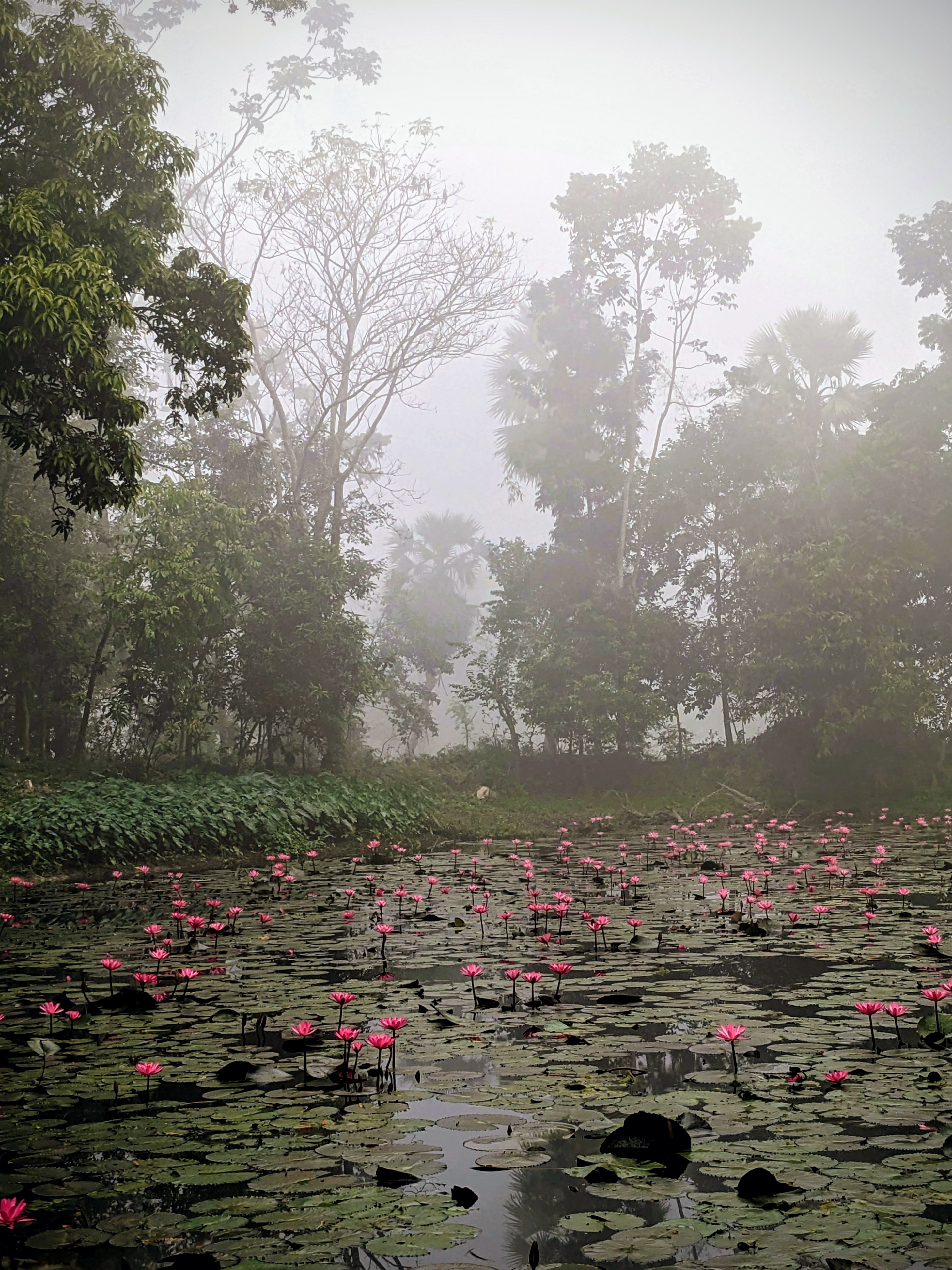 Water lilly