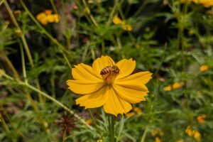 Flowers and Bee