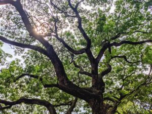 I hope the trees know I notice them