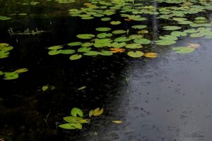 Water Lilly