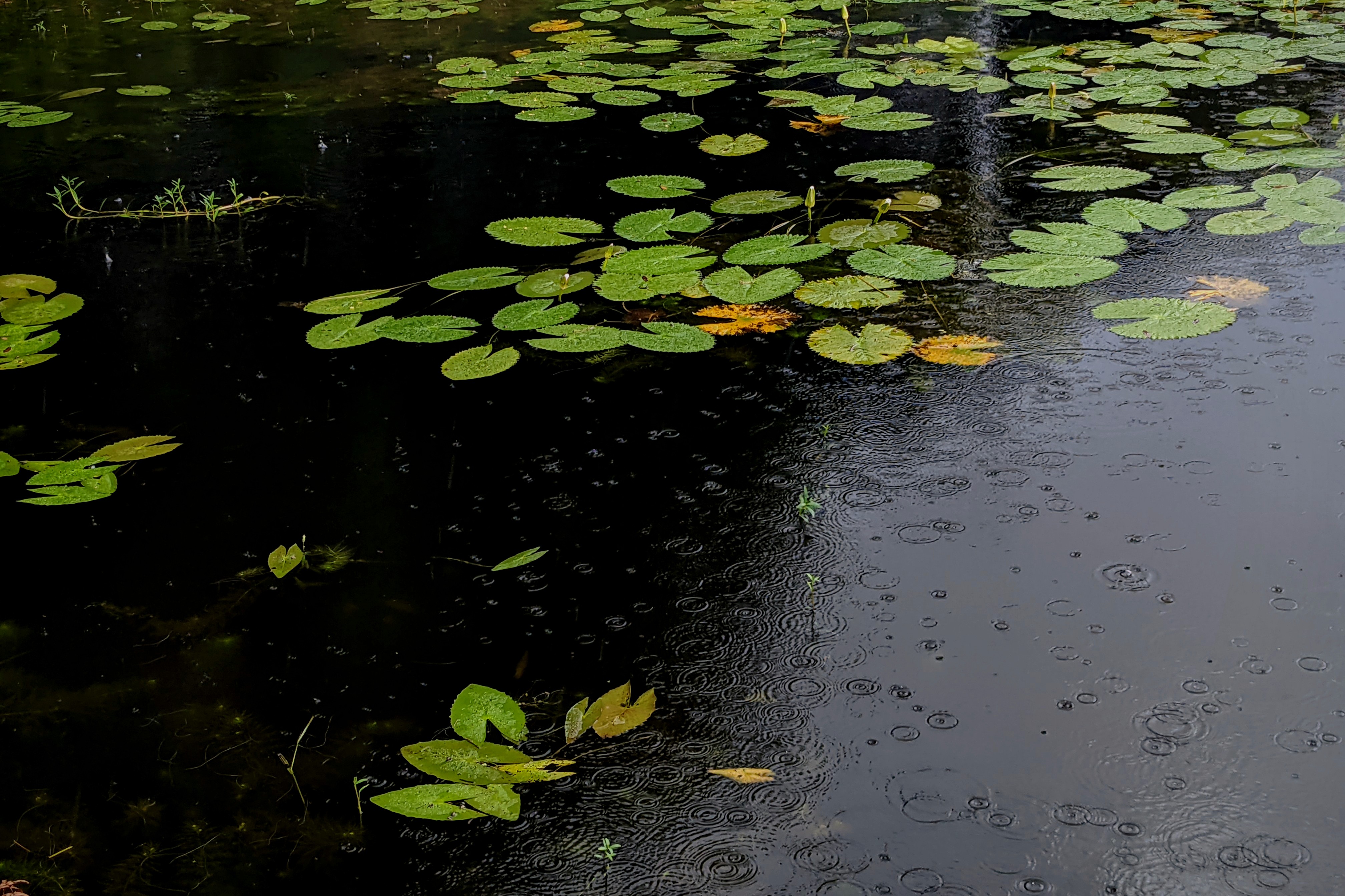 Water Lilly