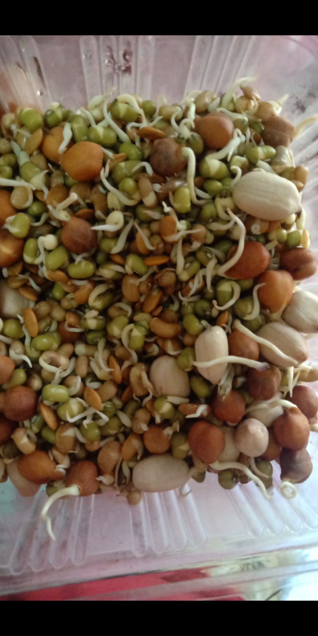 nutrient rich food – sprouts