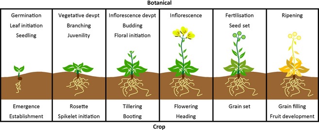 Tillage