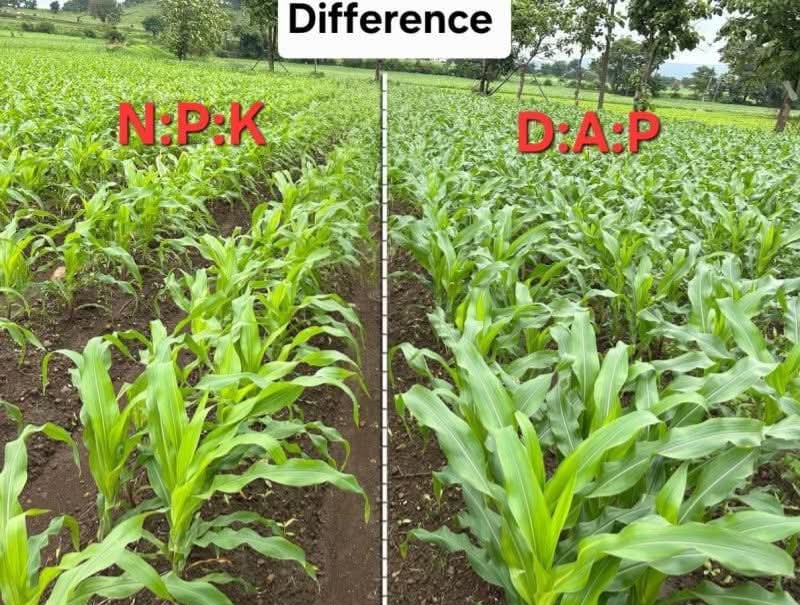 Difference between NPK & DAP