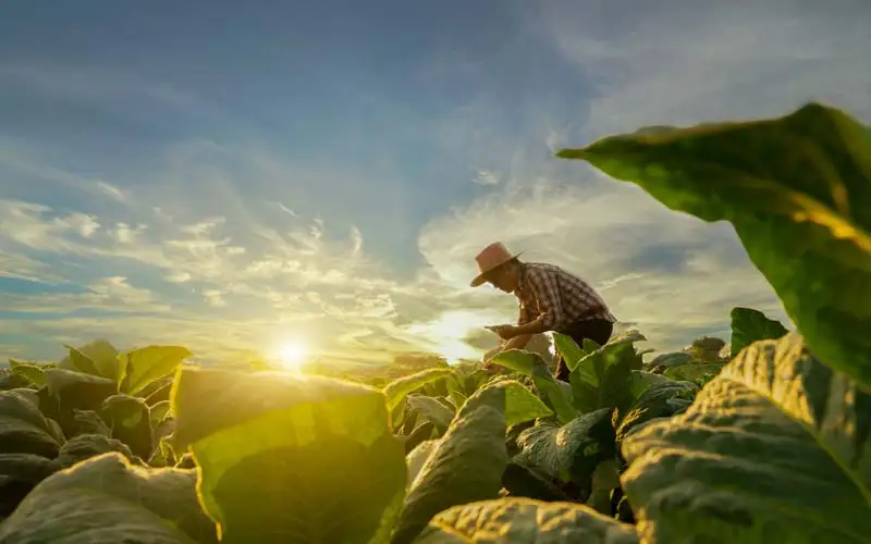 DOERS – Agriculture | Signature Products Set Up Guidelines
