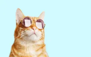 DOERS – Pets | Signature Offerings Set Up Guidelines